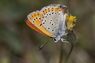 Kk Ate Gzeli (Lycaena thersamon)