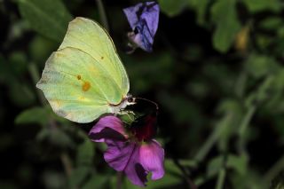 Orakkanat (Gonepteryx rhamni)