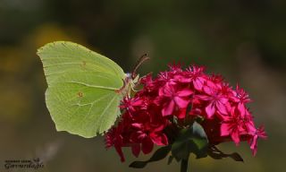 Orakkanat (Gonepteryx rhamni)