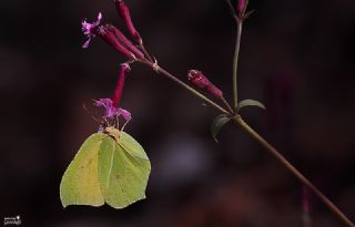 Kleopatra (Gonepteryx cleopatra)