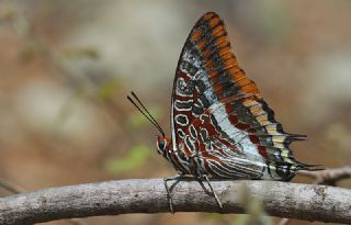 ift Kuyruklu Paa (Charaxes jasius )