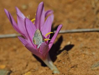 Mcevher Kelebei (Chilades trochylus)