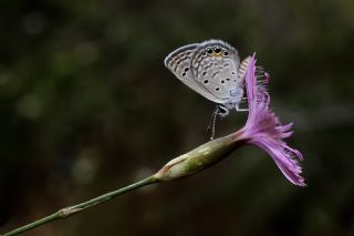 Mcevher Kelebei (Chilades trochylus)