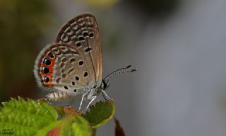 Mcevher Kelebei (Chilades trochylus)