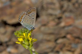 okgzl Amanda (Polyommatus amandus)