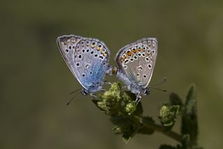 okgzl Amanda (Polyommatus amandus)