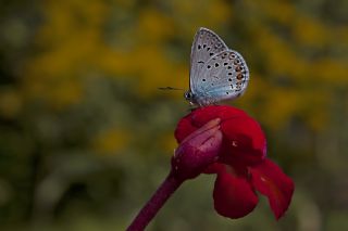 okgzl Amanda (Polyommatus amandus)