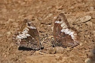 Byk Karamelek (Hipparchia syriaca)