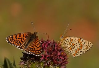 Benekli Byk parhan (Melitaea phoebe)