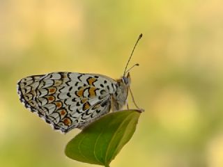 Benekli Byk parhan (Melitaea phoebe)