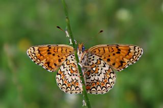 Benekli B�y�k �parhan&nbsp;(Melitaea&nbsp;phoebe)