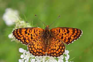 Benekli B�y�k �parhan&nbsp;(Melitaea&nbsp;phoebe)