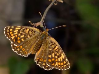 Benekli Byk parhan (Melitaea phoebe)