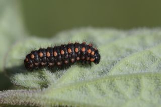 Yalanc Apollo (Archon apollinus)