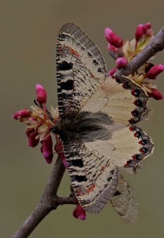 Yalanc Apollo (Archon apollinus)