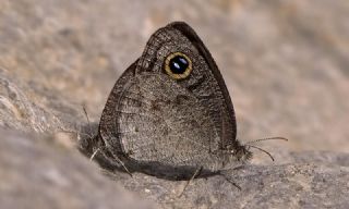 Karagz (Ypthima asterope)