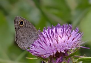 Karagz (Ypthima asterope)