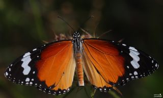 Sultan (Danaus chrysippus)