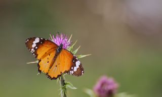 Sultan (Danaus chrysippus)