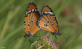 Sultan (Danaus chrysippus)