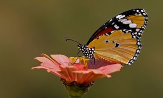 Sultan (Danaus chrysippus)