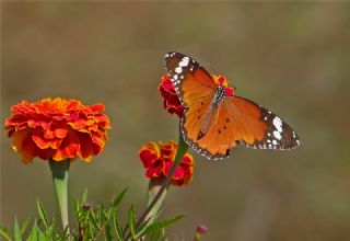 Sultan (Danaus chrysippus)