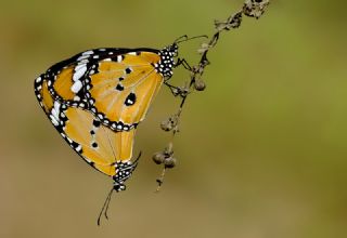 Sultan (Danaus chrysippus)