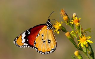 Sultan (Danaus chrysippus)