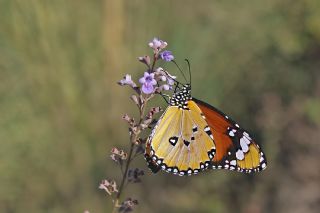 Sultan (Danaus chrysippus)