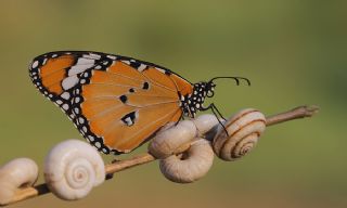 Sultan (Danaus chrysippus)