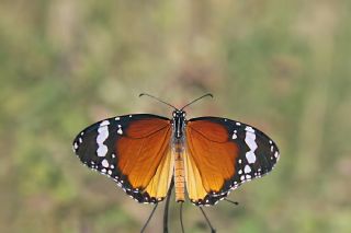 Sultan (Danaus chrysippus)