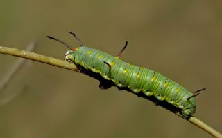 Sultan (Danaus chrysippus)