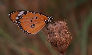 Sultan (Danaus chrysippus)