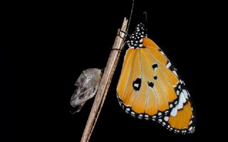 Sultan (Danaus chrysippus)