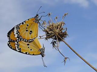 Sultan (Danaus chrysippus)