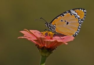 Sultan (Danaus chrysippus)