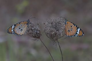 Sultan (Danaus chrysippus)