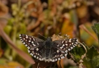 Ege Zpzp (Pyrgus melotis)