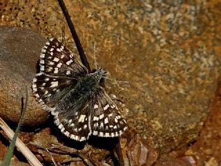 Ege Zpzp (Pyrgus melotis)