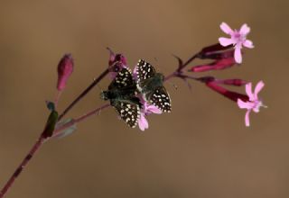 Ege Zpzp (Pyrgus melotis)