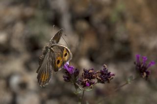 Turan Yalanccads (Pseudochazara telephassa)