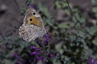 Turan Yalanccads (Pseudochazara telephassa)