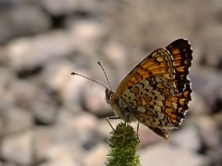 Benekli Byk parhan (Melitaea phoebe)