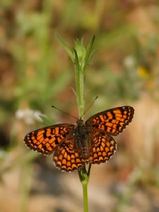 Cezayirli parhan (Melitaea ornata)