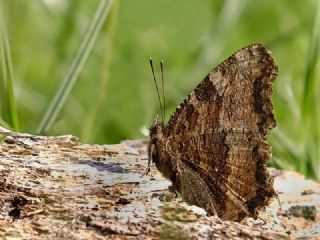 Karaaa Nimfalisi (Inachis polychloros)