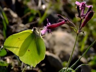 Orakkanat (Gonepteryx rhamni)