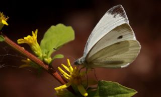 Yalanc Beyazmelek (Pieris pseudorapae)