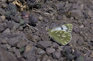 Doruklarn Beneklimelei (Pontia callidice)