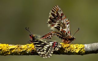 Gney Fistosu (Zerynthia polyxena)