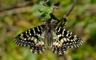 Gney Fistosu (Zerynthia polyxena)